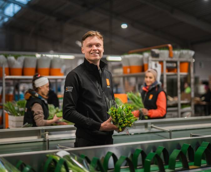 Manager Tulpenverpakking